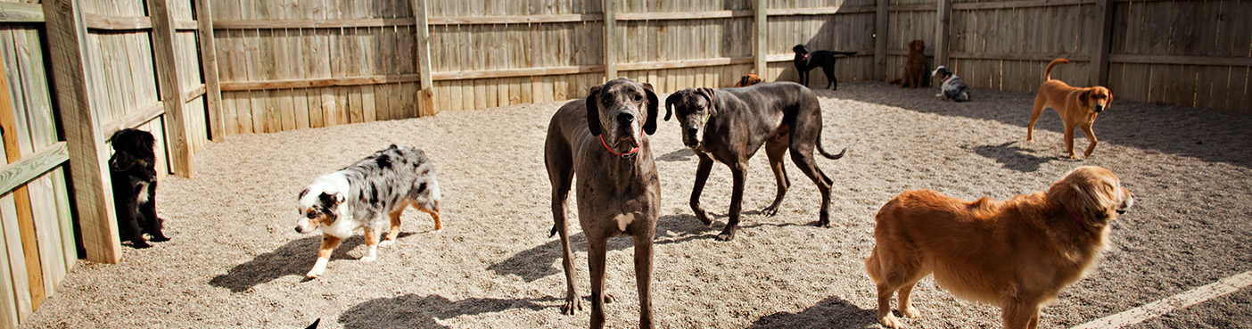 noblesville-dog-boarding-boarding-for-dogs-dogdayz