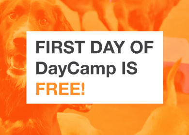 First day of DayCamp is FREE!