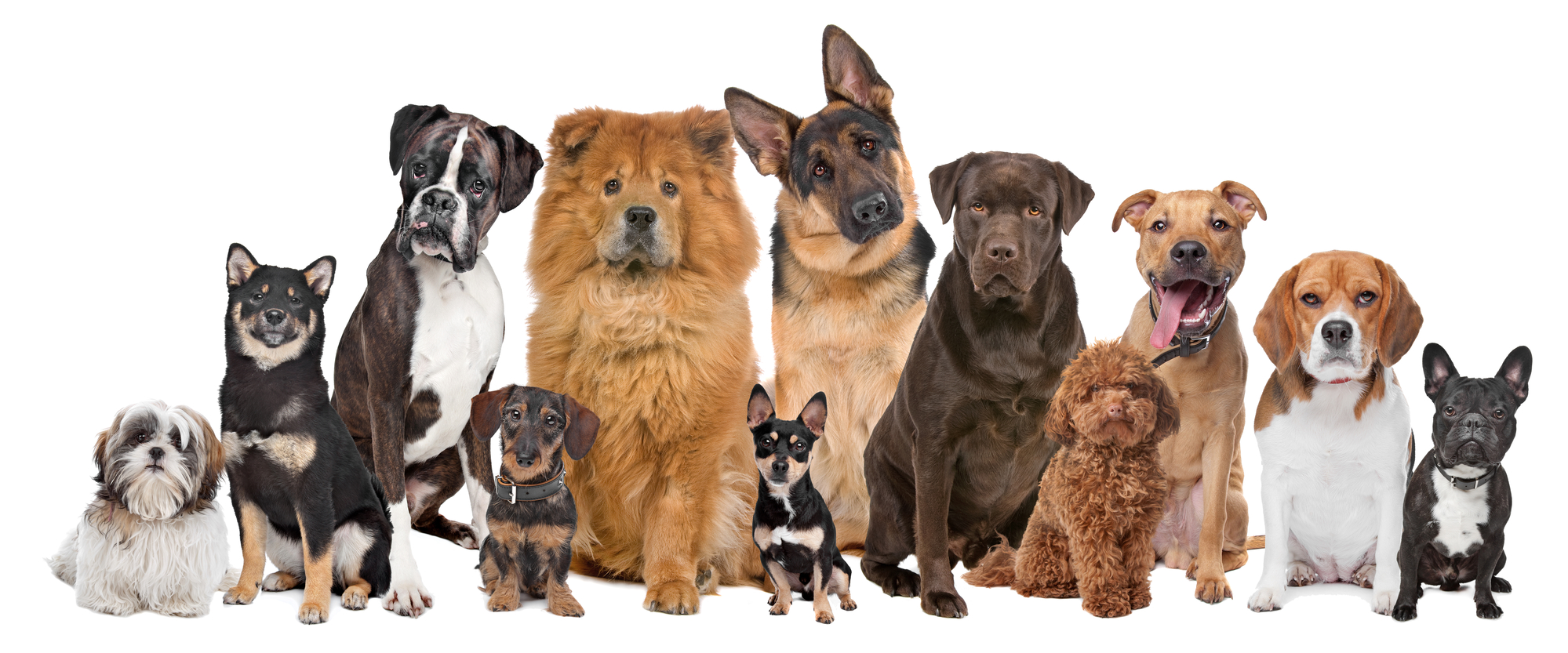 Group of 12 Dogs