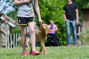 Dog training classes