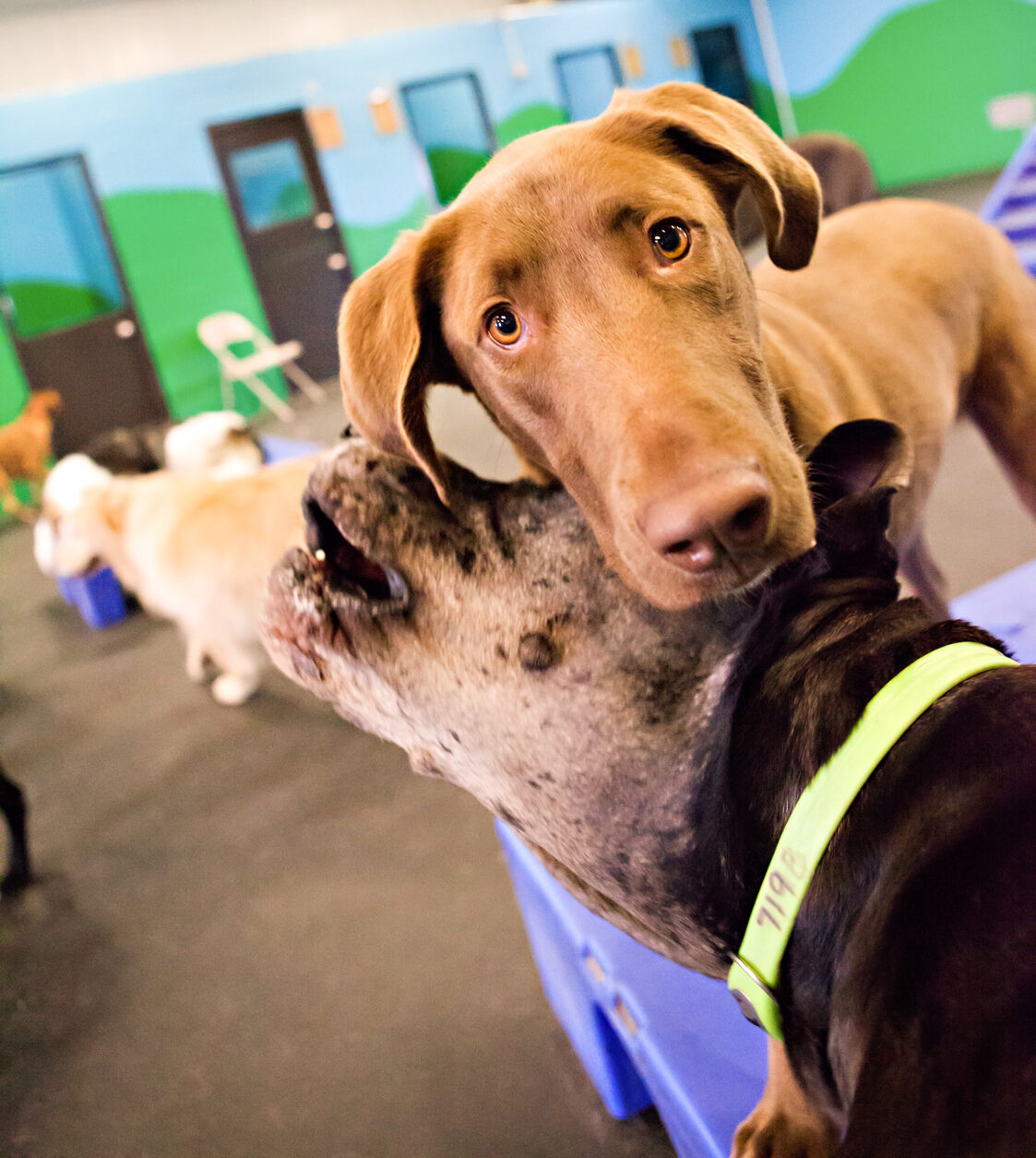 dog boarding and grooming services in pendleton in