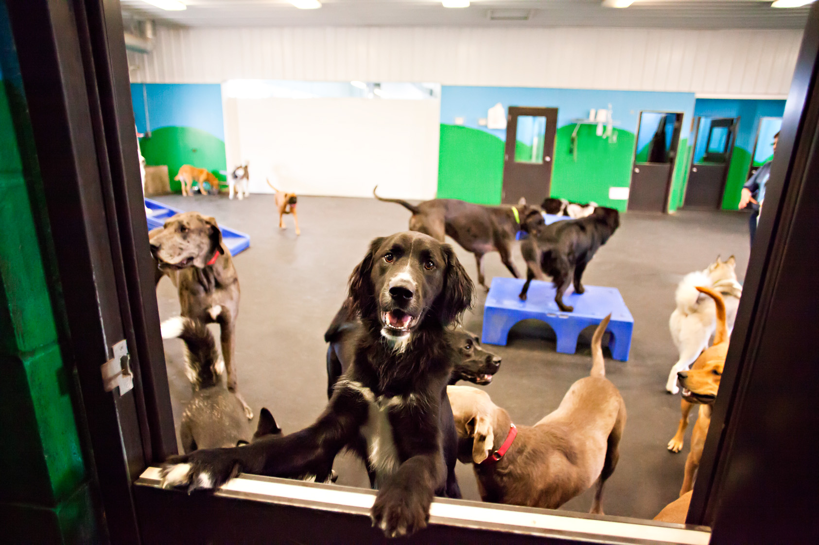 dog DayCamp packages in noblesville in