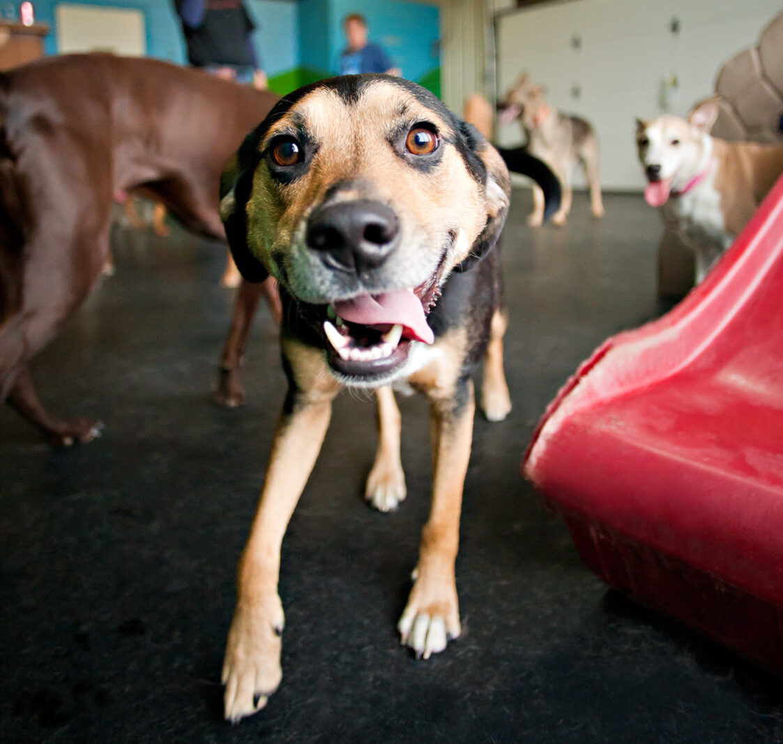 dog boarding services in westfield in