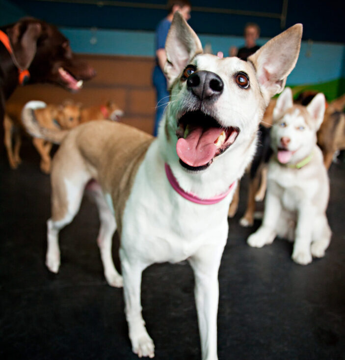 DogDayz boarding and grooming