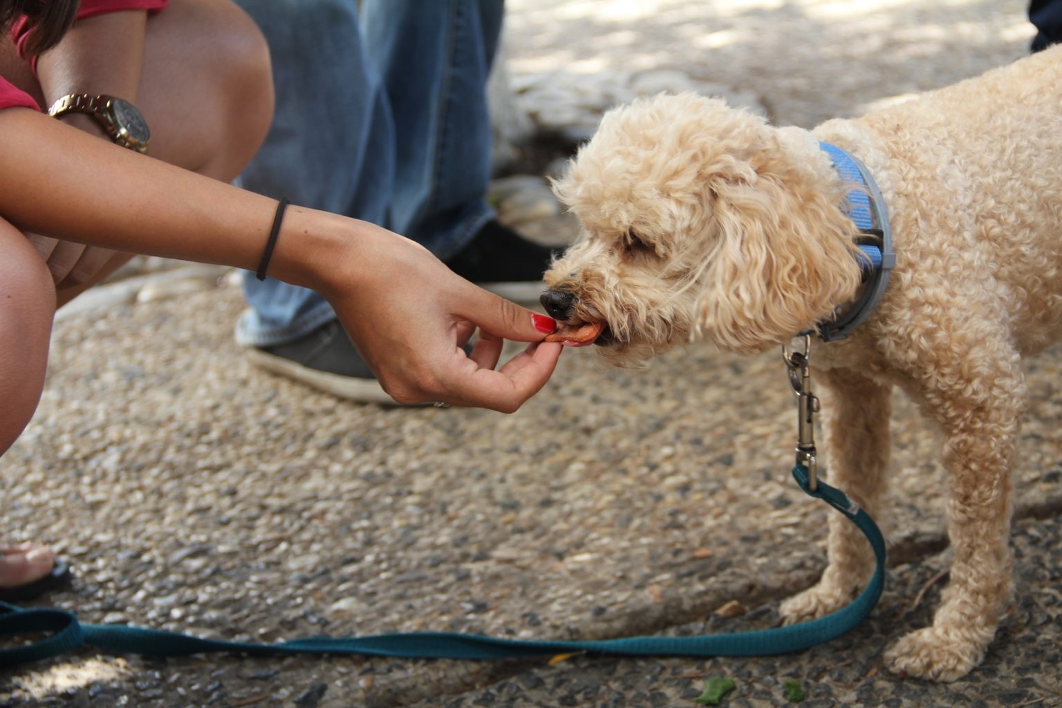 Unleash Your Pet’s Potential After Puppy Training Graduation