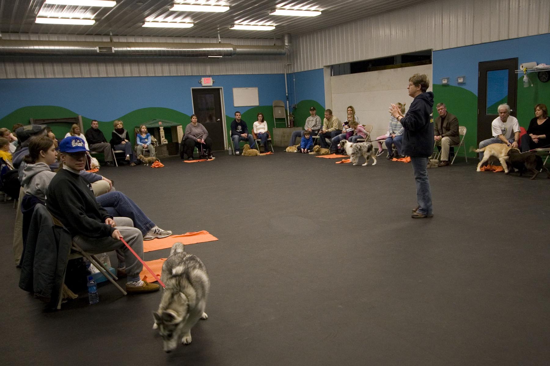 Puppy Training at DogDayz: Build a Strong Foundation for Your Furry Friend