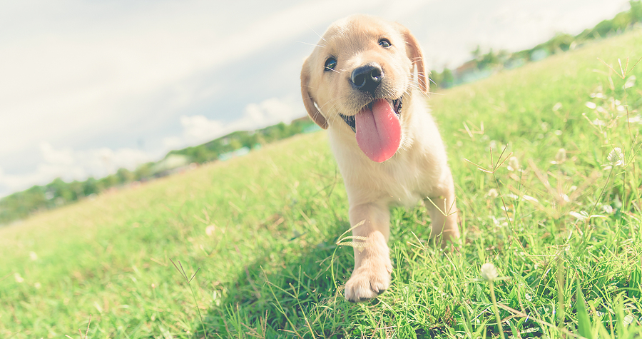 The Importance of Early Socialization for Puppies