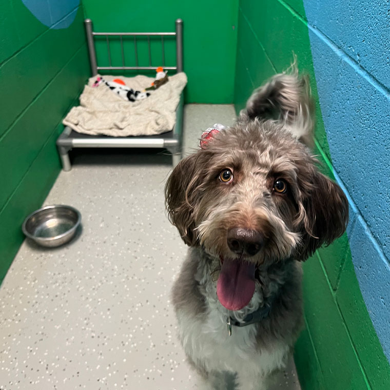 dog boarding dorms in noblesville in