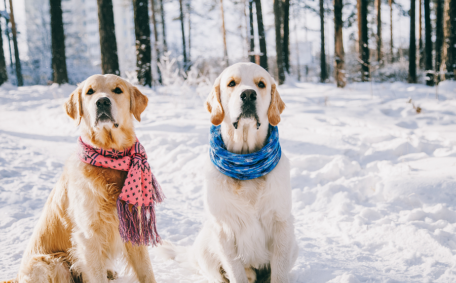 4 Winter Pet Care Tips to Keep Your Dog Warm and Safe