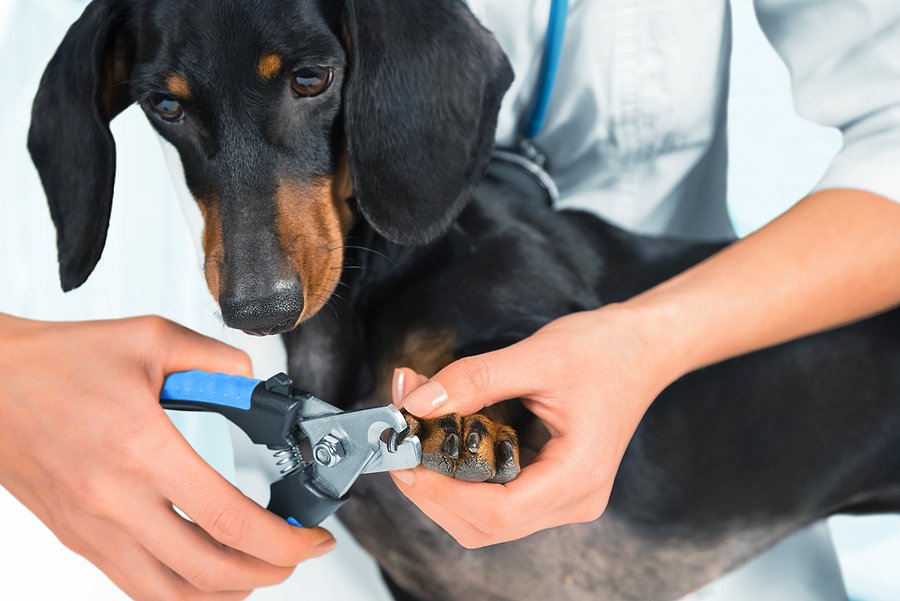 3 Reasons Nail Trimming Is Key to Your Dog’s Comfort and Mobility