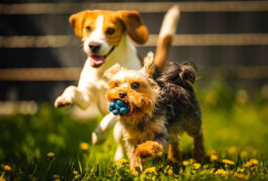 5 Reasons Your Dog Needs a Routine (And How Daycare Helps)