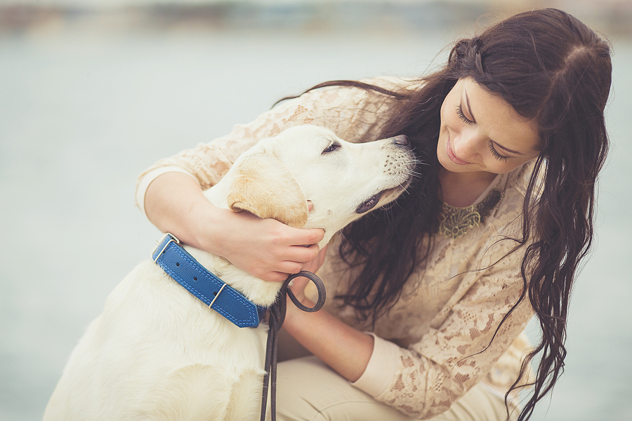 How to Prepare Your Dog for Boarding
