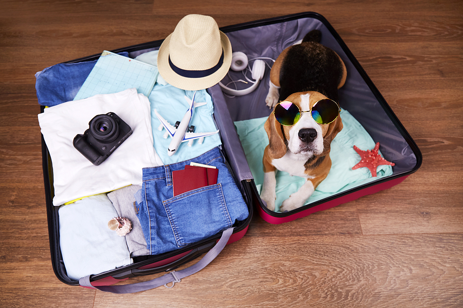 Why Dog Boarding Is Perfect for Late Summer Travel
