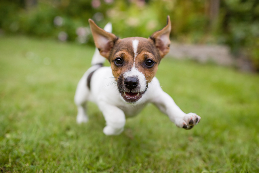 5 Signs Your Dog Loves Day Camp at DogDayz