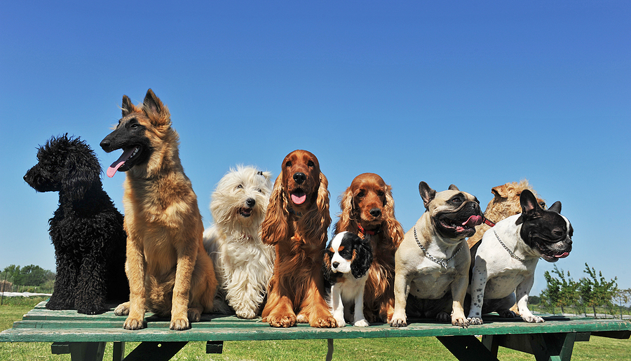 Boarding Where Your Dog Feels at Home