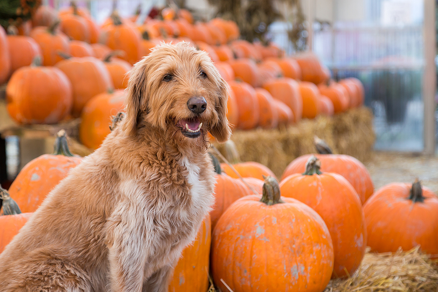4 Best Dog-Friendly Fall Activities in Hamilton County