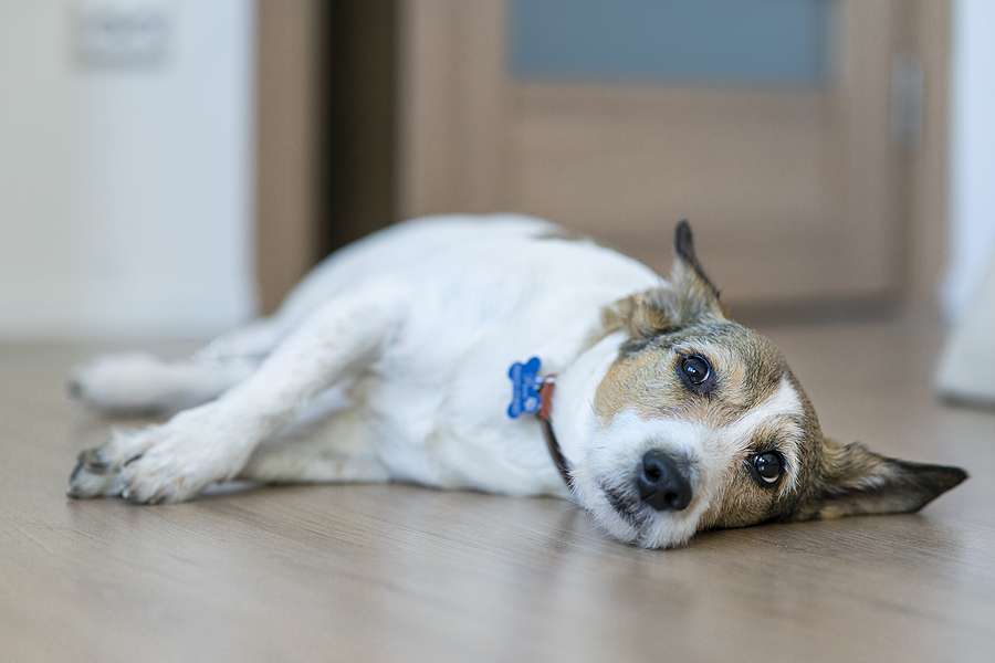 How to Tell if Your Dog Is Getting Enough Exercise