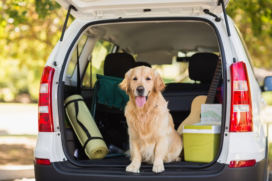 Traveling for Thanksgiving? Board Your Dog at DogDayz