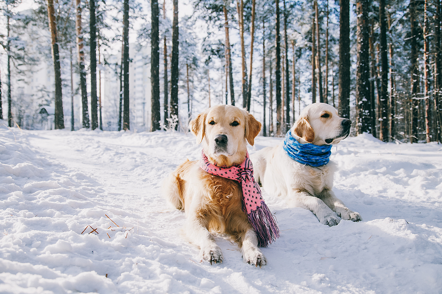 How Cold Is Too Cold? Winter Weather Tips for Dog Owners