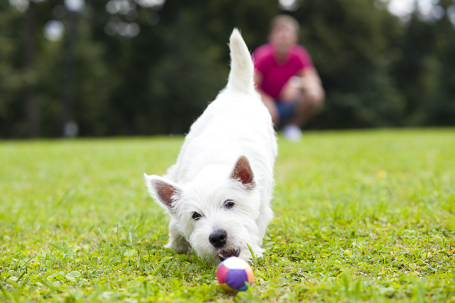 Dog Boarding vs. Pet Sitting: Which Is Better for Your Dog?