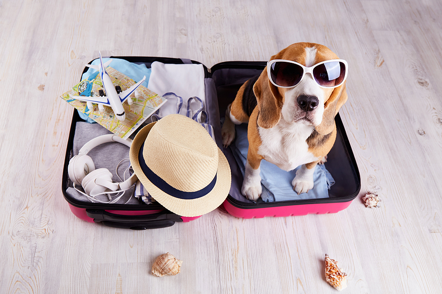 What to Pack for Your Dog’s First Day at Day Camp