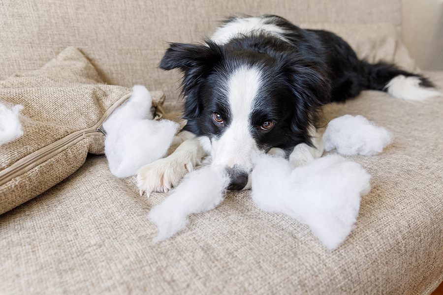 Signs Your Dog Could Benefit from Dog Daycare