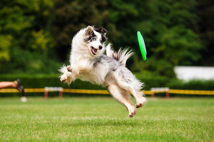 How Dog DayCamp Helps High-Energy Dogs Burn Off Steam